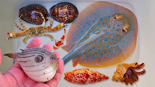 Catch puffer fish and hermit crabs, snails, conch, stingrays, crabs, sea fish, nemo fish, shellfish