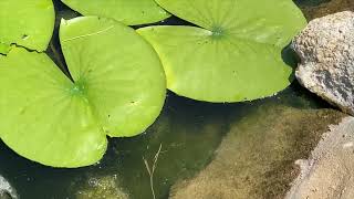 Midland Water Snake Eats a Green Frog