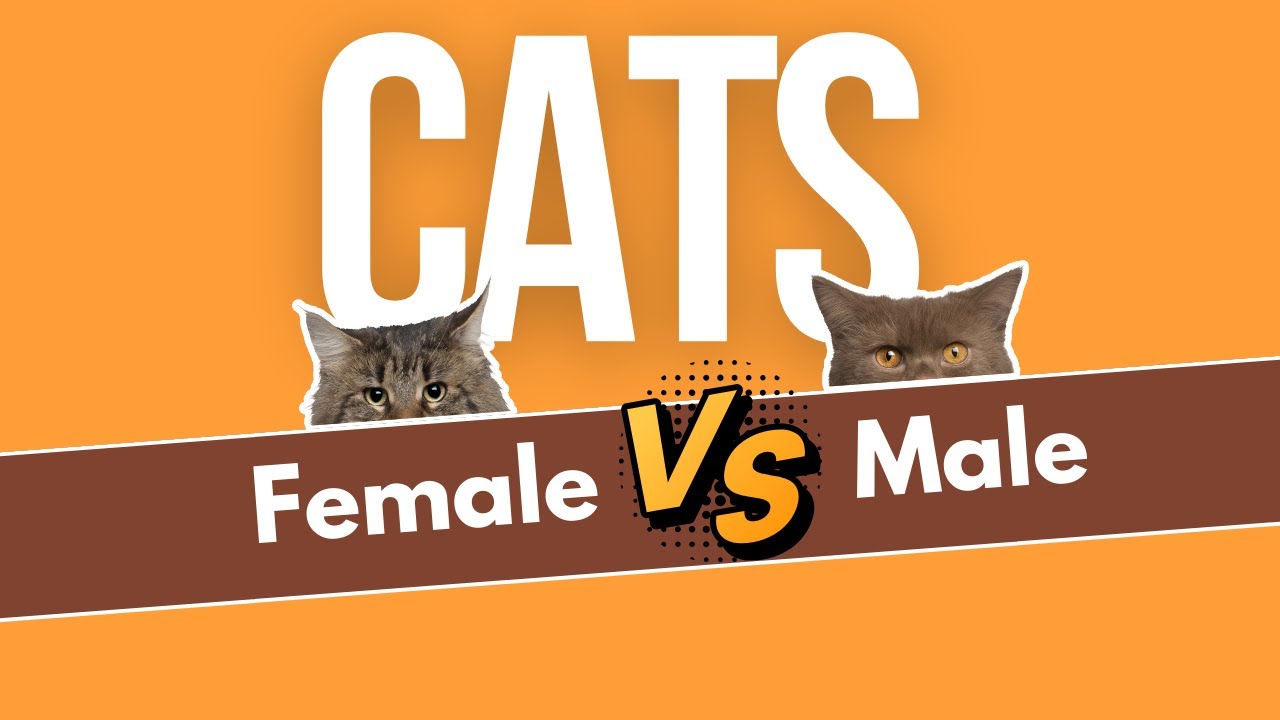 Female & Male Cats (17 Intriguing Differences) - YouTube