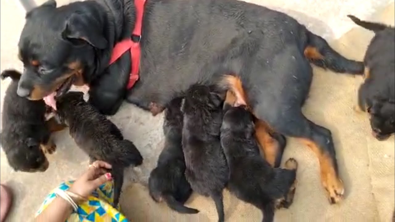 Home Breed Best Quality Rottweiler Puppy For Sale At Kolkata Mob 7595825898 Youtube Home Breed Best Quality Rottweiler Puppy For Sale At Kolkata Mob 7595825898 Youtube