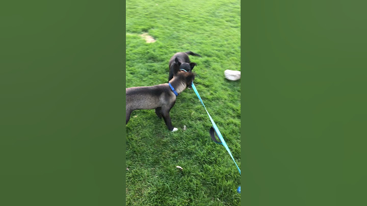 Puppies Try to Take Their Friend for a Walk || ViralHog