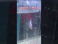 "Watch My Betta Fish Grow: Incredible 1-Day Transformation Journey to 100! #bettabreeding #bettafish