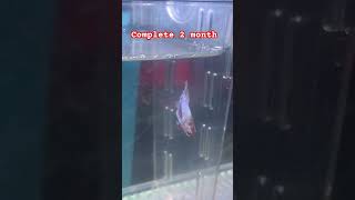 "Watch My Betta Fish Grow: Incredible 1-Day Transformation Journey to 100! #bettabreeding #bettafish