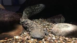 Resident Animals: Eastern Hellbender