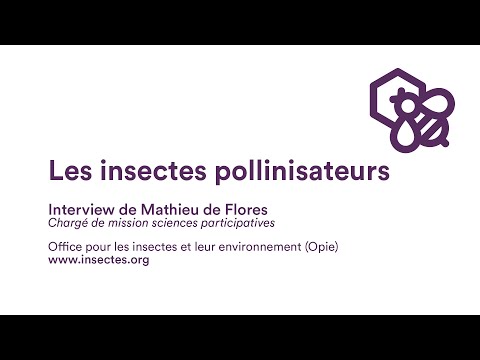 Les insectes pollinisateurs - Interview de Mathieu de Flores