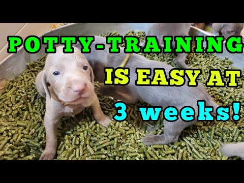 19-21 Days Old Puppies: Potty Training and Weaning [October 2020 Update]