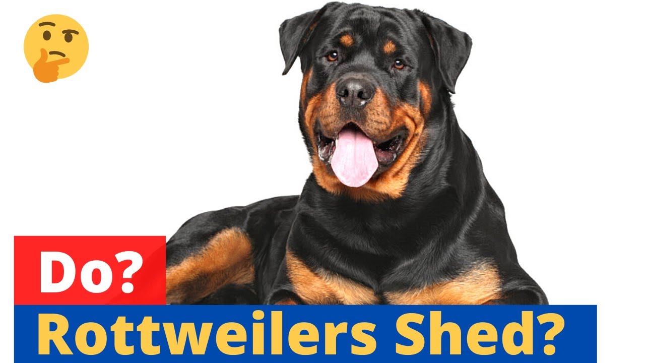 rottweiler shedding