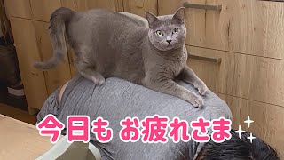 猫たちと赤ちゃんを見守る長女猫の奮闘記