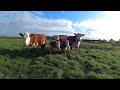 Hereford cows and calves out to grass