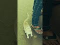 Meong Orange