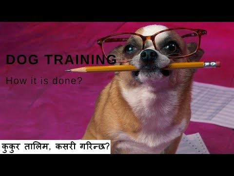 Dog Traininig in nepal part-3, कुकुर तालिम कसरी गरिन्छ?