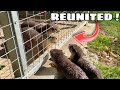 BABY OTTERS REUNITED WITH PARENTS ! WHAT HAPPENS ?!