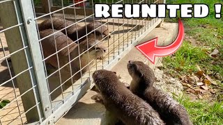 BABY OTTERS REUNITED WITH PARENTS ! WHAT HAPPENS ?!