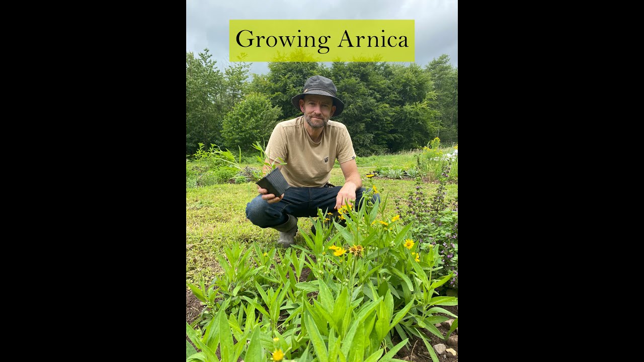Growing Arnica in Ireland