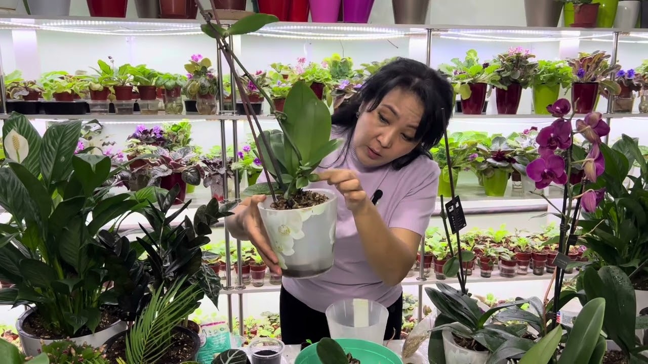 Orxideya gulini detkasidan ajratib ekish barcha sir asrorlari