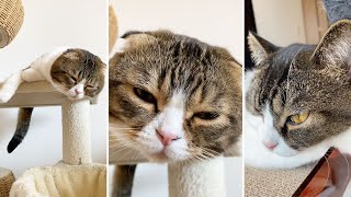🐈ご飯を食べてうっとりな猫 #shorts