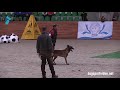 Category 3  claus angerer  baryk retrobelge  bsd malinois  austria