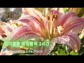 고요한 숲속의 아침을 맞이하면서 감미로운 음악을 들어보세요. 음악과 함께하는 느린 일상은 마음의 안정과 편안함을 드립니다.사랑합니다. 감사합니다. 구독^^ 좋아요^^