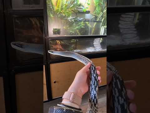 Given up for being “too aggressive”. Vietnamese Blue Beauty Snake.