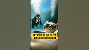 Loài Cá Bảo Vệ Bằng Cách... Tự Phát Nổ! #dongvat #shortvideo #short