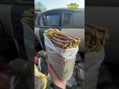 وكالة ابو رموش لأجود انواع القات الأرحبي صنعاء جولة المرور تقاطع الستين سوق ركن الستين 774512120