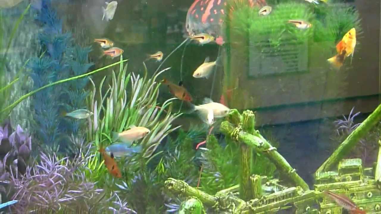 livebearer community tank