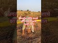शेतकरी#शेती#shetkari #farming#shorts#farmer #marathi#dialogue#yt #shortviral#vairal#video
