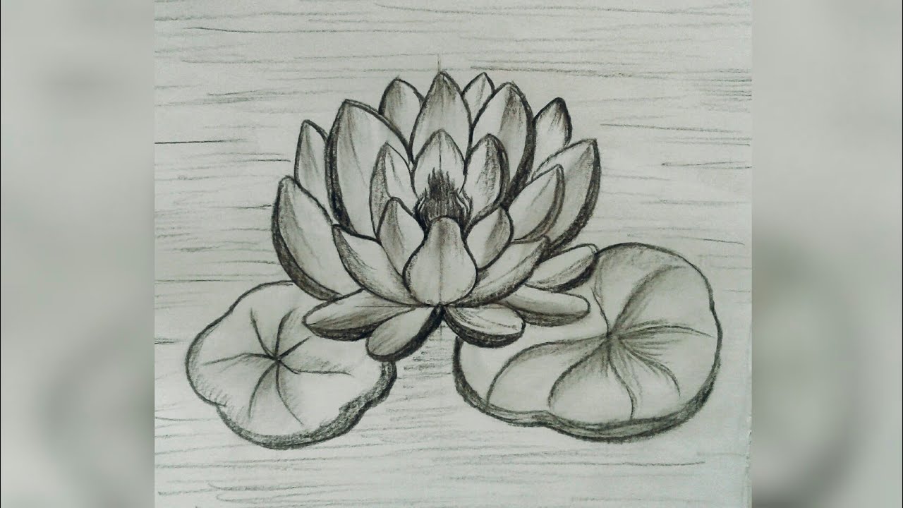 Summer Blooming Sketch Lotus, Lotus Drawing, Lotus, Bloom PNG Transparent  Clipart Image and PSD File for Free Download