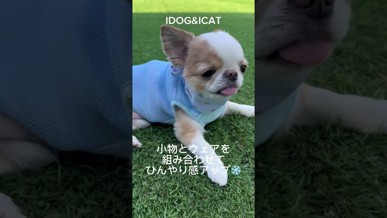 iDog AQUA HOLD ひんやり空冷&保水 肩開きWクールタンク アイドッグ-犬
