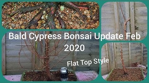 Bald Cypress Bonsai Update Flat Top Style Feb 2020
