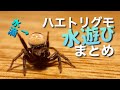 ハエトリグモの激かわシーンまとめ集！水遊び編！　Jumping spider water play scene summary collection!