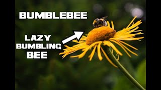 10 Bumblebee Facts - The Lazy Bumbling Bee - Animal a Day