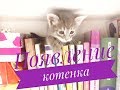 У меня появился КОТЕНОК! Что подготовить к появлению кошечки дома?:)