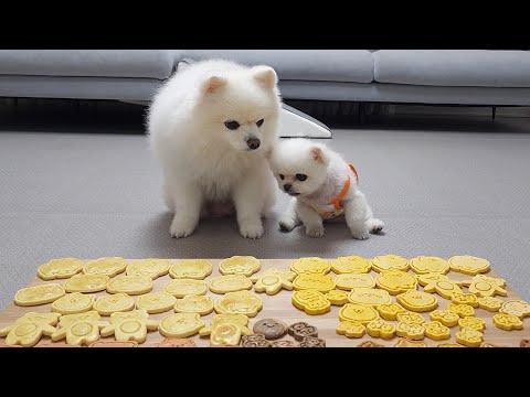 Cute reactions from puppies who tried cookies that look like them