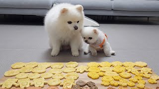 Cute reactions from puppies who tried cookies that look like them