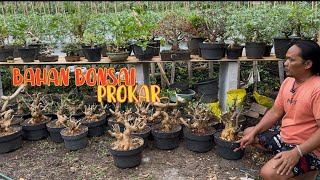 Download Lagu Bahan bonsai baru panen MP3 Download Lagu Bahan bonsai baru panen MP3