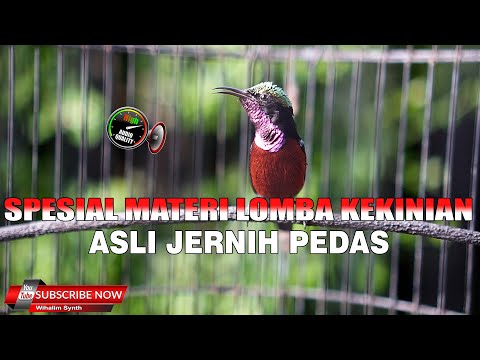 MASTERAN KONIN GACOR FULL ISIAN NEMBAK MLENGKING - PANJANG KASAR COCOK BUAT KOLIBRI NINJA MABUNG