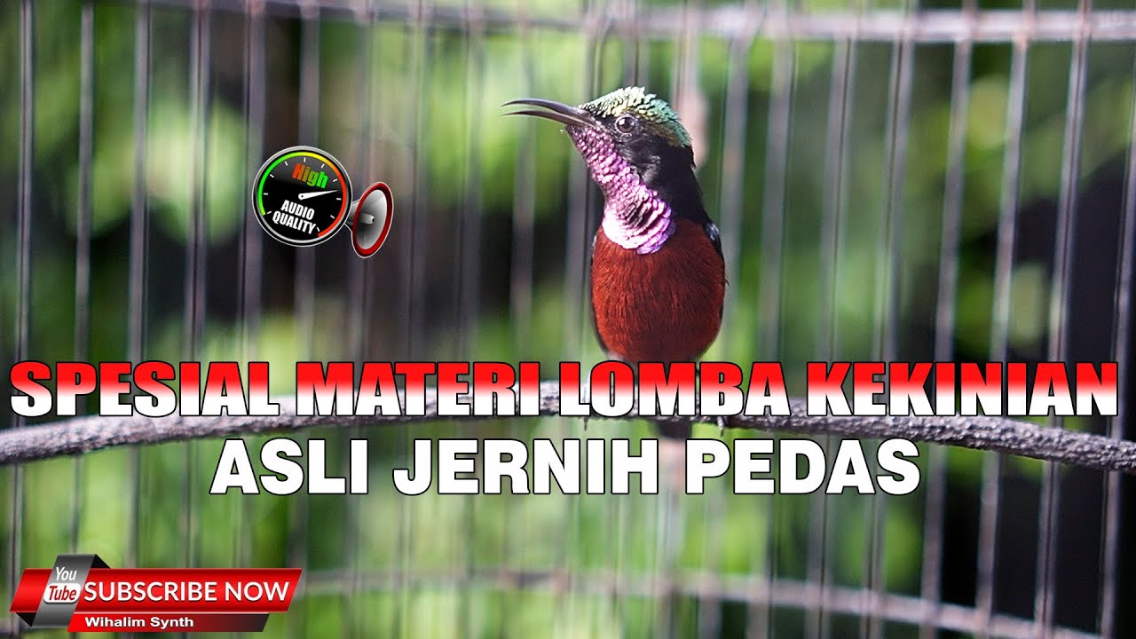 ASLI PEDAS KRISTAL UNTUK MASTERAN KONIN ANDA !! JAMIN MEWAH ISIAN INI FULL TONJOLAN MATERI LOMBA