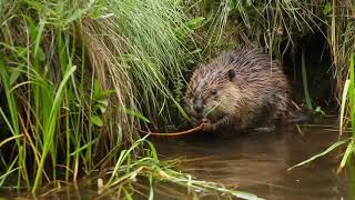 Preview: Beaver Believers Net Worth