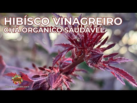 Como Plantar Hibisco