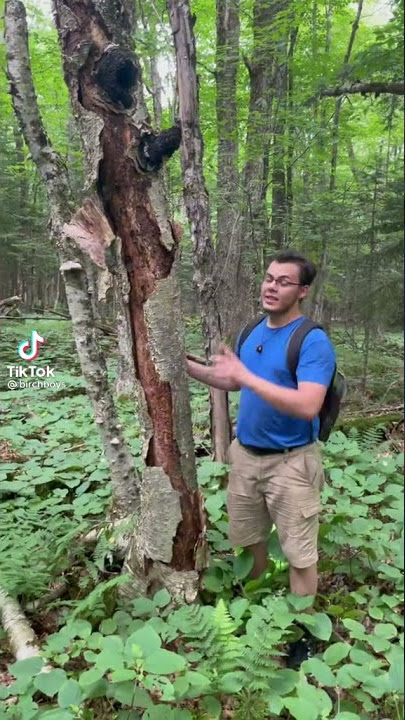 Identifying a Chaga Poroid