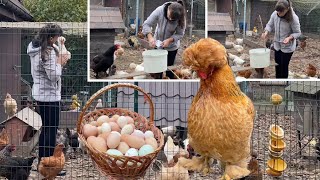 видео: ЭТОТ ДЕНЬ УВЕЛИЧИТ КОЛИЧЕСТВО ЯИЦ 🐥 Что нужно делать, чтобы куры не болели и хорошо неслись картинка: ЭТОТ ДЕНЬ УВЕЛИЧИТ КОЛИЧЕСТВО ЯИЦ 🐥 Что нужно делать, чтобы куры не болели и хорошо неслись