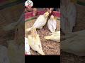 S65 ককাটেল বেবি। #shorts #shorif&chickenbd #viral