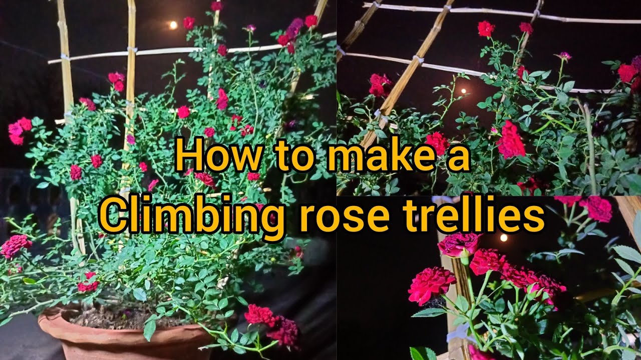 How to make a climbing rose trellies#rosy's jannat#red climbing rose vine.bamboo stick for climber