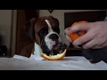 Cute And Obedient Boxer Dog Share Orange With Dad 🍊❤️ NO DROOLING!!!