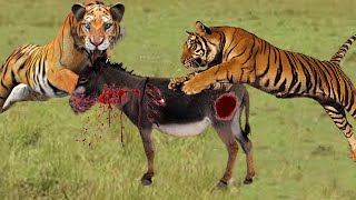 OMG: Tiger Attack Donkey | Tiger killed the Donkey 