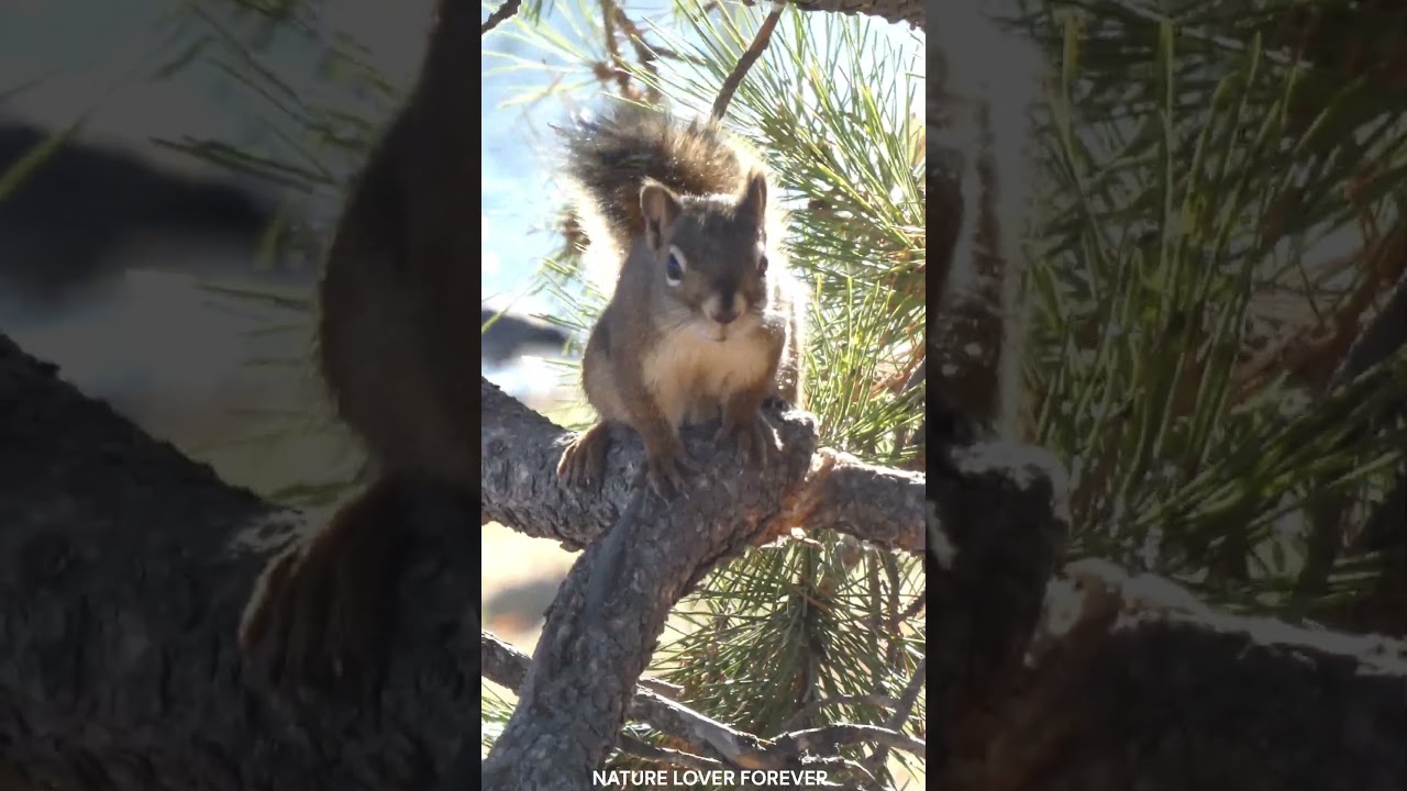 Squirrel chirping during strong wind 