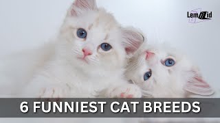 6 Funniest Cat Breeds