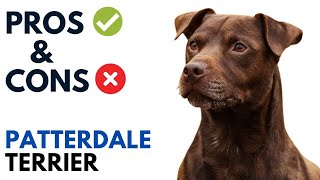 Patterdale Terrier Pros and Cons | Patterdale Terrier Advantages and Disadvantages