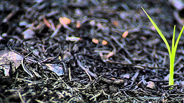 First Sunday of Advent 2015 [Rev. Geoff Chapman]